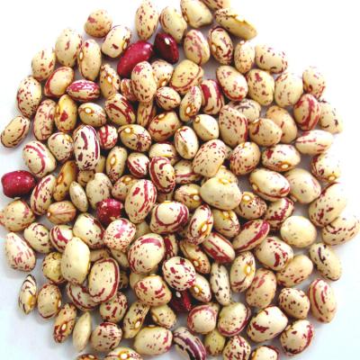 China Vigna Chinese Red Bean Products Agriculture Dry Red Cowpea for sale