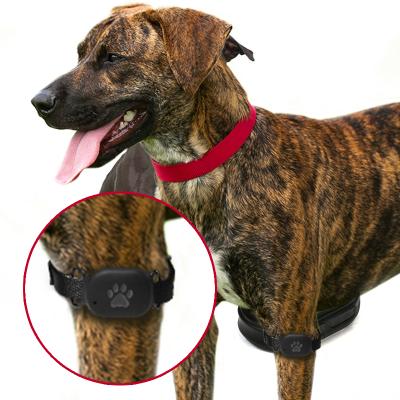 China For Pet Safety Pet Tracker Gps Collar Dog Mini Gps Tracker For Cat Collar Gps Animal Tracking for sale