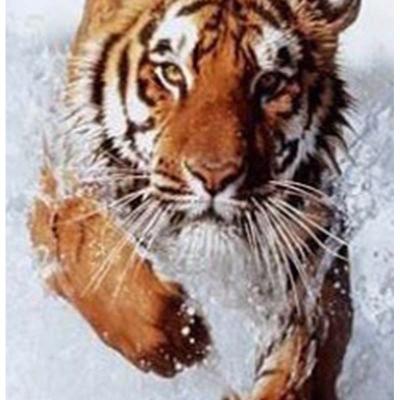 China Diamond Painting Art Craft Painting CLASSIC Tiger New Hobby In Modern for sale