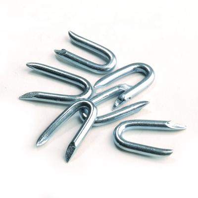 China Staple U Iron Galvanized Fence Nails for sale