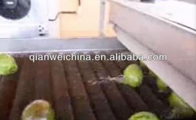 China Young Coconut Washing Machine With ISO Certification 3.75KW Fruit Industrial Washing Machine zu verkaufen