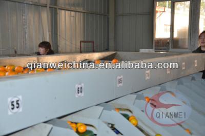 China Citrus Fruit Sorting Conveyor 380v Voltage High Efficiency Sustainable zu verkaufen