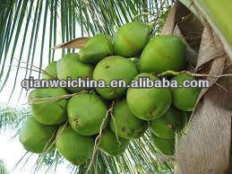 China ISO Certification Young Coconut Water Process Machinery ISO 380V for sale