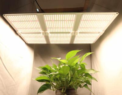 China Other Hot Sale Factory 240W LED Outdoor Plant Grow Lights Led For Growing Light for sale