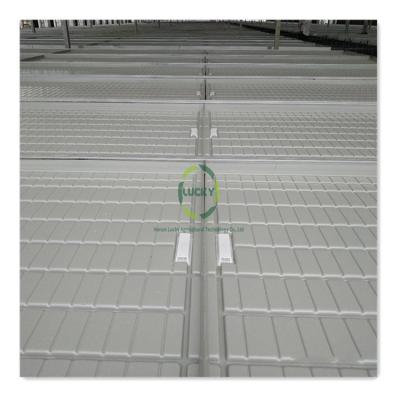 China Greenhouse Hydroponics System Agricultural Hot Galvanized Steel Hydroponic Growing Cheap Ebb And Flood Table Rolling Bench In Thailand for sale