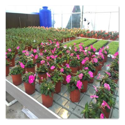 China Hot Selling Greenhouse Hydroponics System Moving Rolling Growing Bench Ebb and Flow Table Moving Rolling Bench Green House Hydroponic Greenhouse for sale