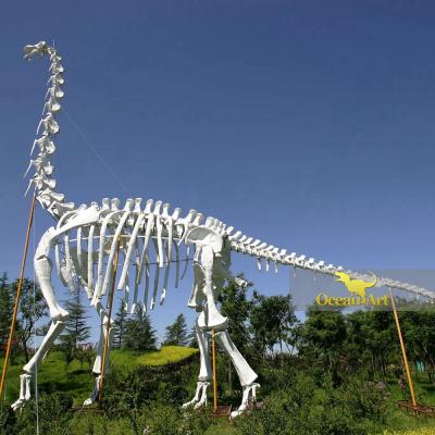 China Full Size Theme Park Amusement Park Reproduction Dinosaur Skeleton For Sale for sale