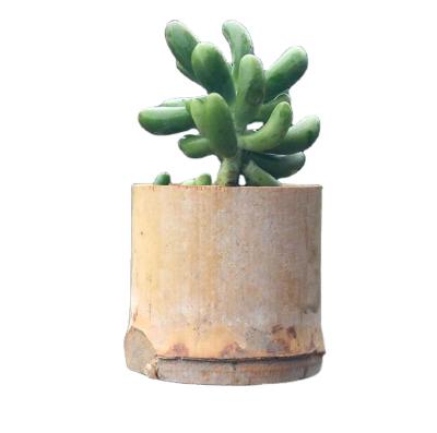 China Fashion ZYZ51 Modern Cute Home Custom Handmade Bamboo Succulent Flower Pot Ornaments Mini Plant Pots for sale