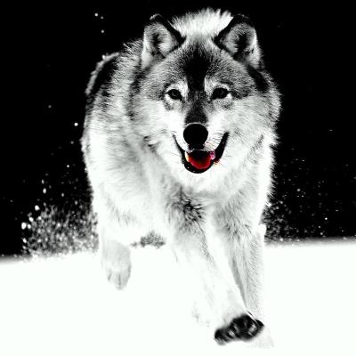 China Modern High Resolution Snow Wolf Canvas Digital Printing Painting On Cotton Canvas for sale