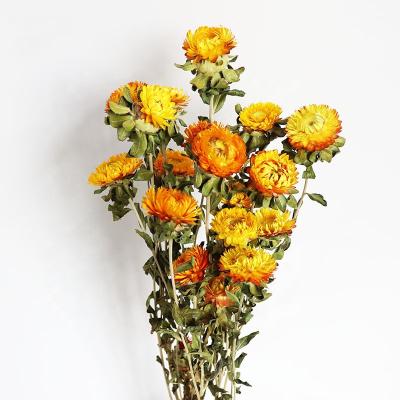 China Real Plants Dried Flowers French Dry Group Preserved Flowers For Daily Party Home Decoration Gifts for sale