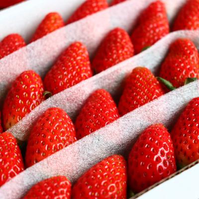 China Fresh Strawberry Fresh Red Strawberry China White Strawberry 15 Days Storage Time for sale