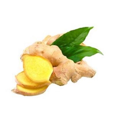 China Bulk Good Quality Fresh Delicious Fresh Stir Fry Red Ginger Bulk Ginger for sale