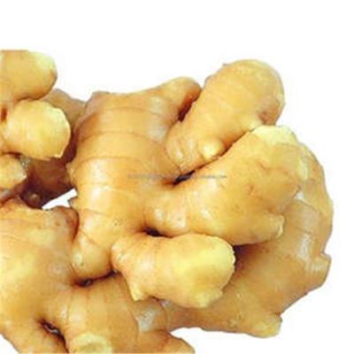 China Wholesale New Organic Fresh Ginger Nice Price In Fresh Ginger Cultivation Sustainable Use for sale