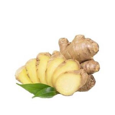 China Fresh Good Quality Chinese Dried Ginger Dried Ripe Fresh Chinese Gingers for sale