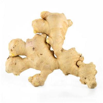 China Fresh Good Quality Ginger Dried Ginger Dried Fresh Wholesale Dried Ginger Fresh for sale