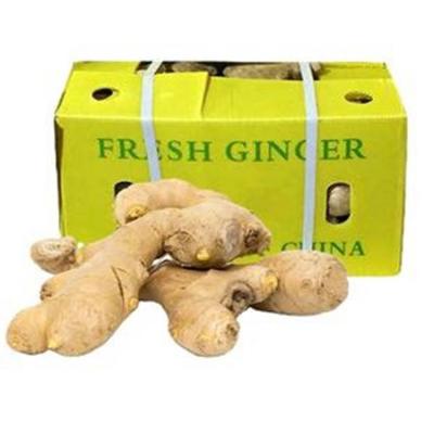 China Reliable Performance Organic Dried Ginger Fresh Dried Fresh Red Ginger for sale