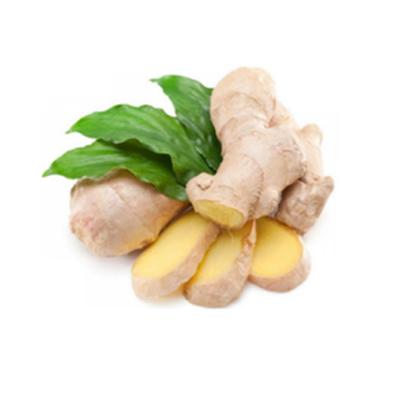 China Fresh Reliable Reputation Fresh Ginger Essence Dried Organic Fresh White Ginger Clean Ginger for sale