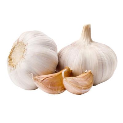 China Good Supplier Chinese Fresh Farmer Garlic 6p Fresh Dry White Garlic for sale