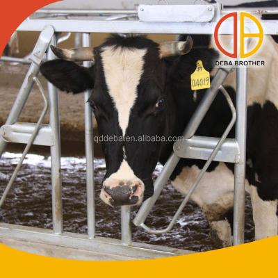 China Hot Dip Galvanized Steel Tube 4 Cow Cow Strength Collars for sale