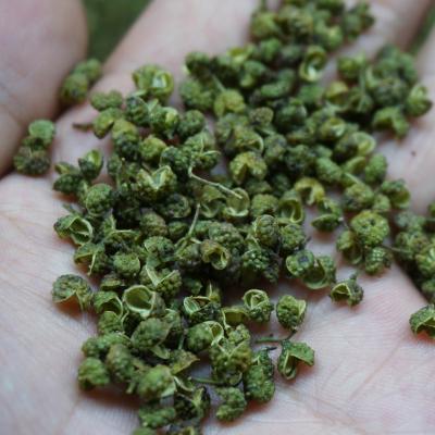 China Chinese Sichuan Food Grade Spicy Organic Dried Green Pepper Dried Green Peppercorns for sale