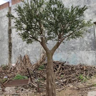 China Minimalist Limutrading High Quality Fiberglass Artificial Olive Tree for sale