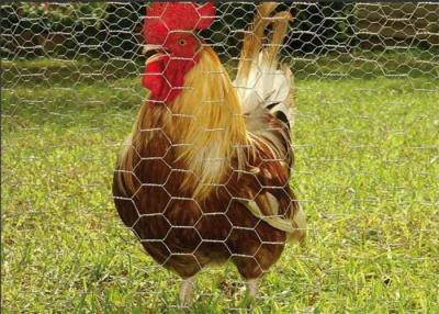 Chine La cage de poulet 3/4 pouce a galvanisé le fil hexagonal Mesh Roll à vendre