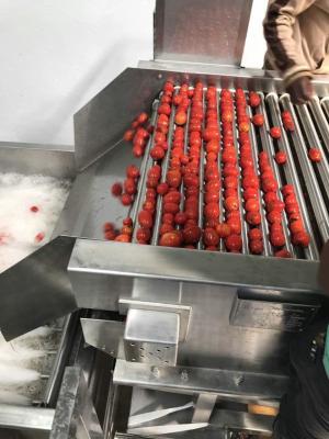 Chine Poids à circulation forcée du vaporisateur 200KG de machine de développement de tomate de basse énergie à vendre