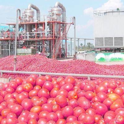 Chine Tomate plantant la chaîne de fabrication complètement/2 - 50 t/h semi de tomate de machine automatique à vendre