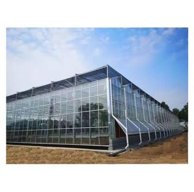 China Large Venlo Glass Greenhouse Ideal Solution for Vegetable Cultivation Turnkey Project for sale