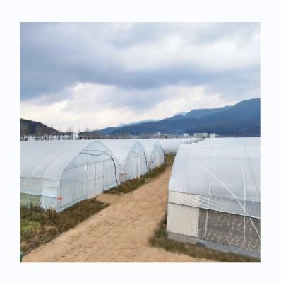 China 6m-10m Width Galvanized Steel Frame Single Span PE Film Greenhouse for Tomato for sale