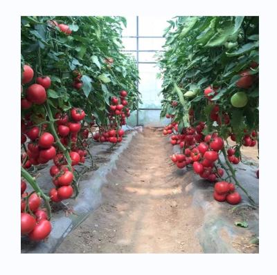 China Kleines Hochkanal-Film-Gewächshaus für den Tomatenanbau Breite 6-10 m zu verkaufen