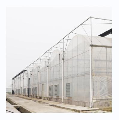 China PE Multi Span Greenhouse for Tomato Growing and Agricultural in Tropical Climate for sale