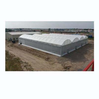 China 8m Span Width Multi Span Agricultural Commercial Tomato Greenhouse with Cooling System for sale