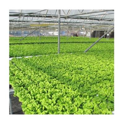 China Video Outgoing Inspection Hydroponic Greenhouse For Leafy Green Vegetable Production for sale