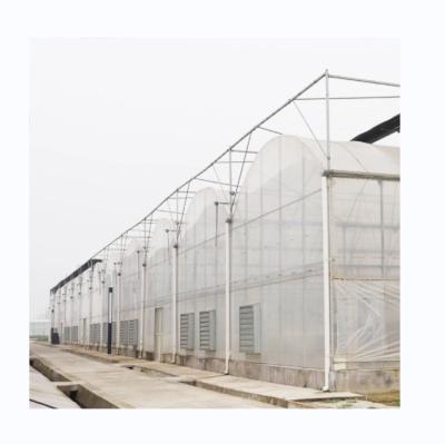 China 8m Span Width Multi Span Agricultural Greenhouses For Versatile Farming Solutions for sale