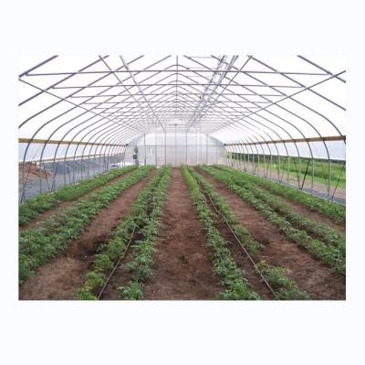 China Cucumber Farming Small Agricultural Tunnel Greenhouse with Galvanized Steel Frame for sale