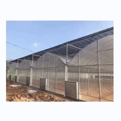 China 8m Span Width Poly Tunnel Greenhouse For High Yield Tomato Cultivation for sale