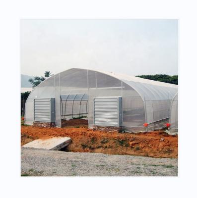 China Roof and Side Ventilation Single Span Film Greenhouse for Tomato Growing for sale