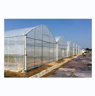 Chine Solution clé en main de serre Shine Tech pour la culture hydroponique de tomates agricoles à vendre