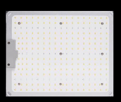 China Potente placa cuántica de luz de crecimiento LED 100W para operaciones agrícolas a gran escala en venta