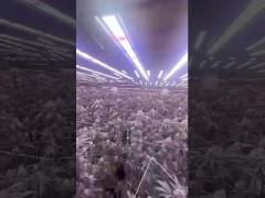 800W LED Grow Light