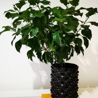 China American Style Tree Air Plum Plant Root Fast Growth Container for sale