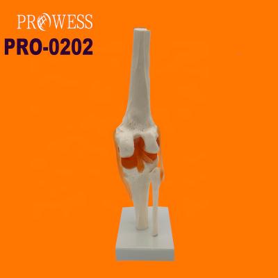 China PRO-0202 Durable Knee Joint with Ligament Medical Anatomical Model for Medical Teaching for sale