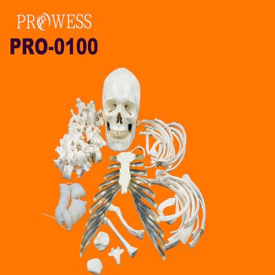 China Detailed Anatomy Structures Human Life Size Skeletal PRO-0100 Simulation Scattered Bones Medical Training Models For Medical Student Practice for sale