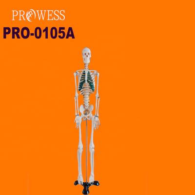 China Teaching Application: PRO-0105A Standard Medical School Bone Model With Spinal Nerves 85Cm Human Skeletal Model With Bracket PVC Material Detachable Medical Teaching for sale