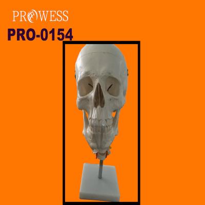 China Medical Bilological PRO-0154 Medical Anatomical Teaching Standard 1:1 Human Skull With Cervical Vertebra Adult Human Life Size Skull Model for sale