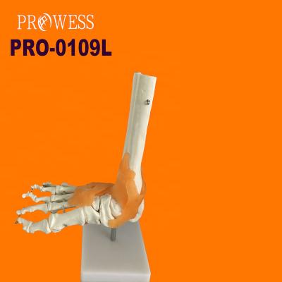 China Foot Hospital Clinic University PRO-0109L Human Life Size Foot Model With Ligaments Common Skeleton Skeleton for sale