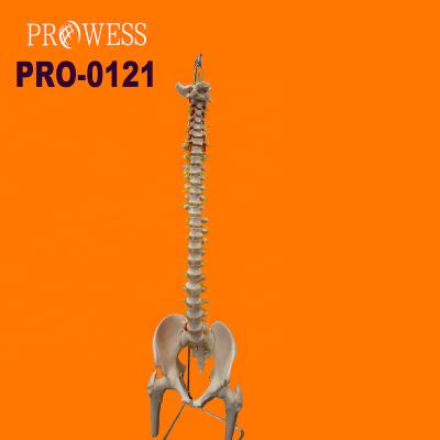 China Hospital Clinic University PRO-0121 Simulation Human Life Size Spine With Pelvis Bone Medical Model for sale