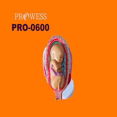 China Detailed Anatomy Structures Pregnancy Fetal Growth PRO-0600 Embryo Development Model for sale