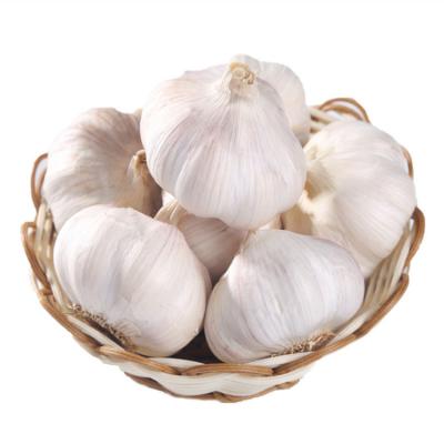 China Fresh Garlic Price - New Culture Natural Garlic In Low Price For Sale Fresh Garlic for sale